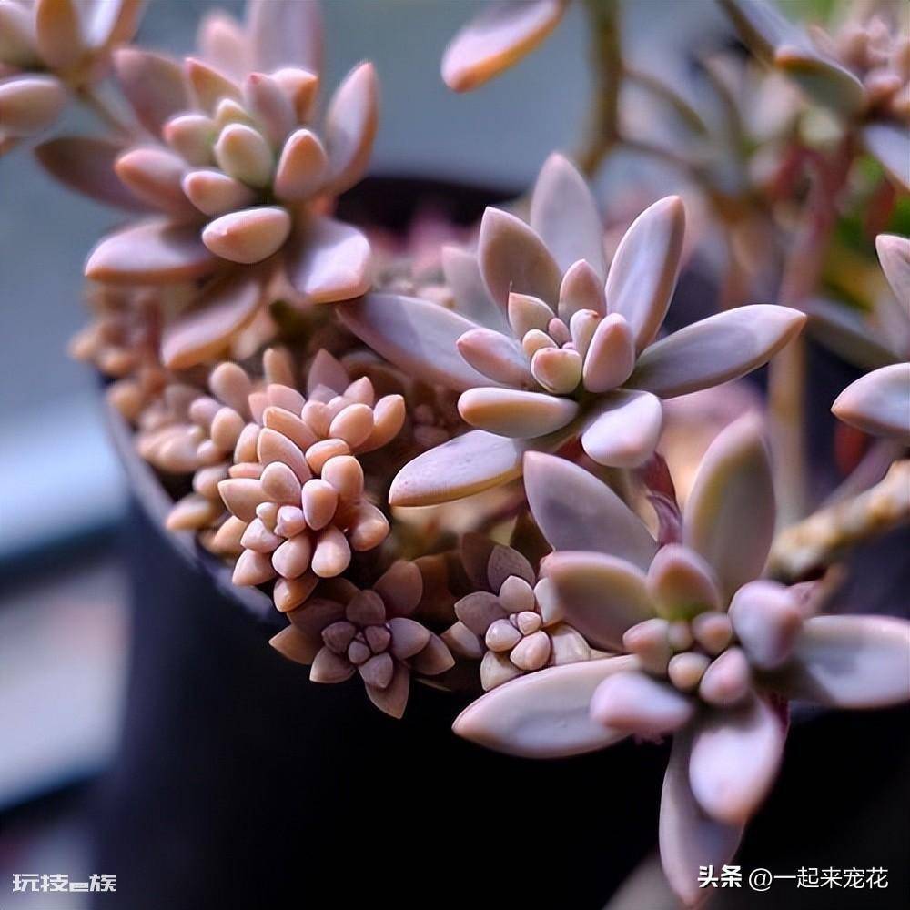 最漂亮的多肉品种及名称(6种高颜值多肉植物容易养出状态)-图片5